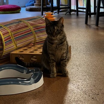 The Cat Cafe - Cutie pie - Coffee & Tea Near Me - San Diego, California The Cat Cafe - Cutie pie - Coffee & Tea Near Me - San Diego, California