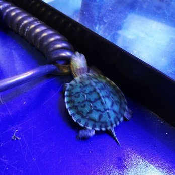Markham Aquarium 2 U - Pet Stores Near Me - Markham, Ontario