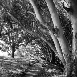 Natural Bridges State Beach - Eucalyptus Row