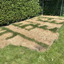 Orleans Landscaping Guys - 1 week old sod installed by Orleans Landscaping Guys. This was watered daily as prescribed.