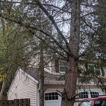 Saints Maintenance - Two trees removed. - Tree Services Near Me Saints Maintenance - Two trees removed. - Tree Services Near Me