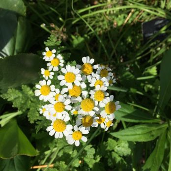 Chicago Botanic Garden - Botanical Gardens Near Me - Glencoe, Illinois