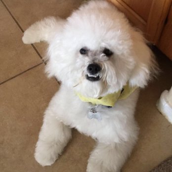 See Spot Clean - Walter is so happy after his grooming !! - Pet Groomers Near Me - Goodyear, Arizona See Spot Clean - Walter is so happy after his grooming !! - Pet Groomers Near Me - Goodyear, Arizona