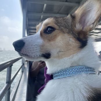 Baywatch Dolphin Tours - Tours Near Me - Galveston, Texas