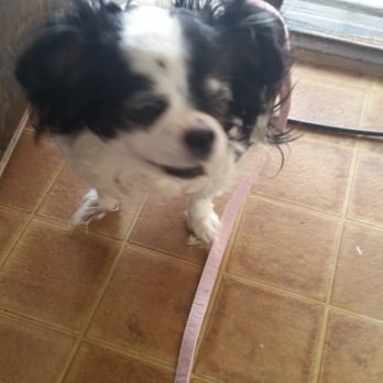 Fluff Dog Grooming - Sasha 8/9/15 Before pic. - Pet Groomers Near Me - San Leandro, California Fluff Dog Grooming - Sasha 8/9/15 Before pic. - Pet Groomers Near Me - San Leandro, California