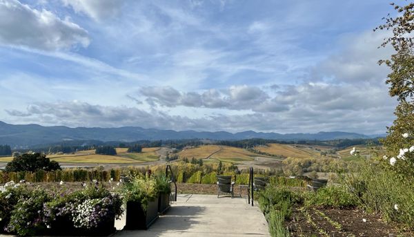 Resonance Vineyard by null
