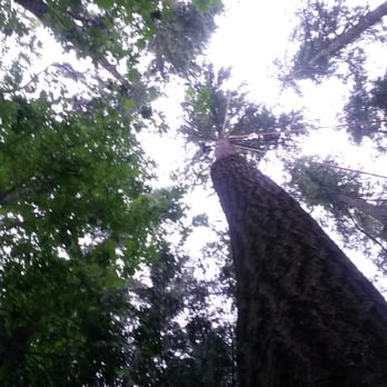AdventureTerra - Tree from the ground. - Rock Climbing Near Me