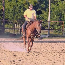 Fiddler's Green - This image shows a man in a yellow shirt and cap riding a chestnut horse toward the camera in a sandy arena...