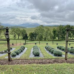 Lavender Fields at Tantivy Farm - Garden
