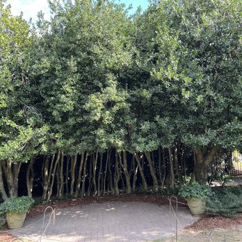 McGill Rose Garden - Holly trees - Botanical Gardens Near Me - Charlotte, North Carolina McGill Rose Garden - Holly trees - Botanical Gardens Near Me - Charlotte, North Carolina