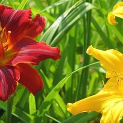 Grace Gardens