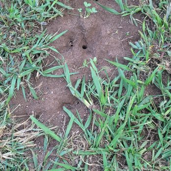 Action Pest Exterminating - These were the pictures I sent to action (1) - Pest Control Near Me - Midland, North Carolina Action Pest Exterminating - These were the pictures I sent to action (1) - Pest Control Near Me - Midland, North Carolina