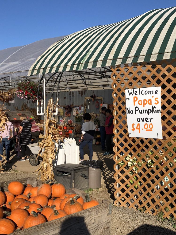 PAPA’S PUMPKIN PATCH 42 Photos & 25 Reviews Pumpkin Patches 20345