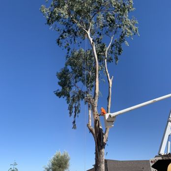 Monterey Tree Service - Eucalyptus tree removal - Tree Services Near Me Monterey Tree Service - Eucalyptus tree removal - Tree Services Near Me