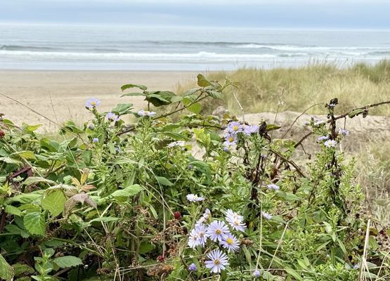 Nehalem Bay State Park by null