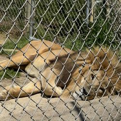 Animal Park at the Conservators Center - Lion