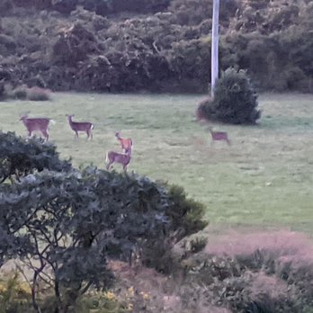 Outermost Inn Aquinnah - Deer at play - Bed & Breakfast Near Me - Aquinnah, Massachusetts