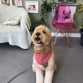 Wag n’ Swag - Pet Groomers Near Me - Los Angeles, California Wag n’ Swag - Pet Groomers Near Me - Los Angeles, California