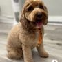 Photo of Booboo Pet Grooming Services