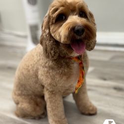 Booboo Pet Grooming Services - Cockapoo hairstyle