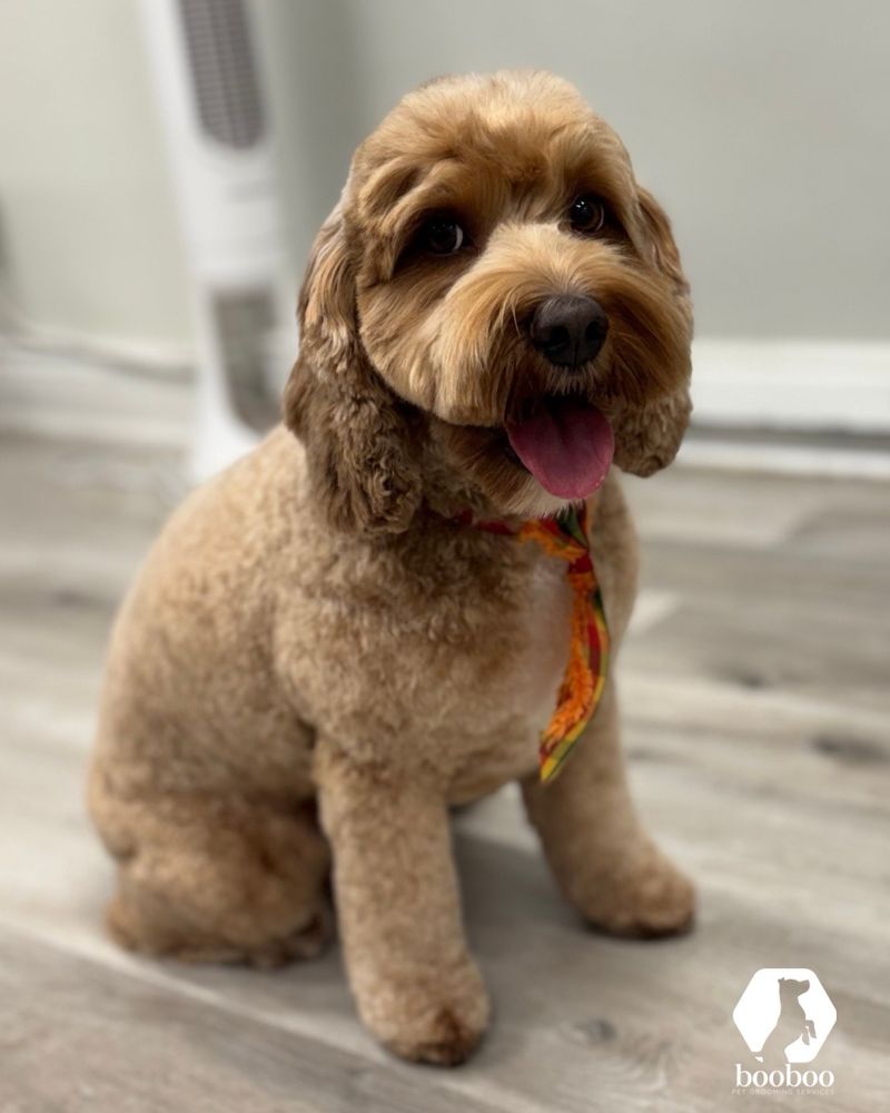 Booboo Pet Grooming Services Image