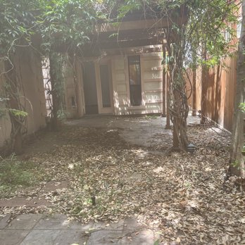 Houston Tree Surgeons - Before - Tree Services Near Me - Houston, Texas Houston Tree Surgeons - Before - Tree Services Near Me - Houston, Texas