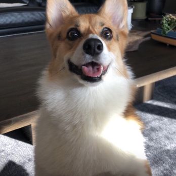 Ooh Puppy - Pet Groomers Near Me - La Mirada, California