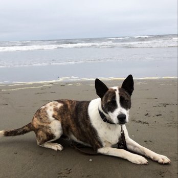Premier Dog Academy - Nandor being a good boy at the beach - Pet Training Near Me Premier Dog Academy - Nandor being a good boy at the beach - Pet Training Near Me