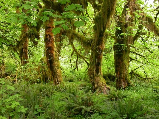 Hoh River Trailhead by null