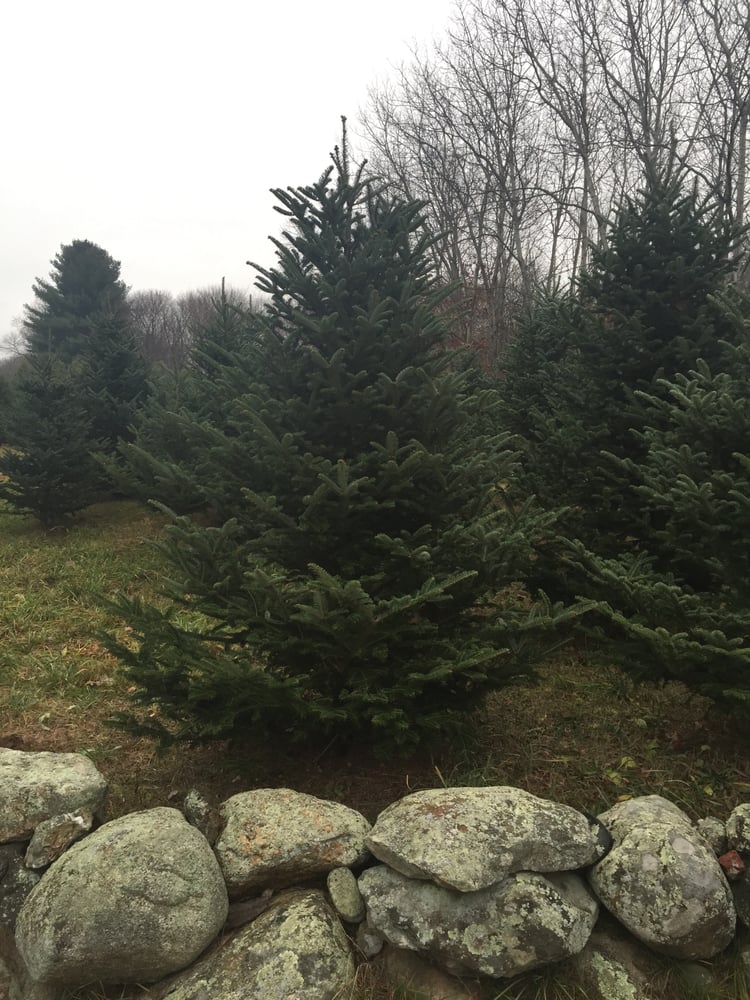 CJ DONOVAN & SONS NURSERY Updated September 2024 65 School St