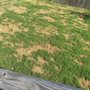 Photo of Emerald Lawns