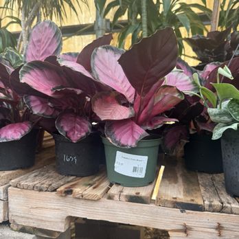 Whitfill Nursery - Nurseries & Gardening Near Me - Gilbert, Arizona