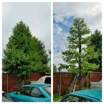 Greenstars Lawn Care - a tree growing on a fence - Pressure Washers Near Me Greenstars Lawn Care - a tree growing on a fence - Pressure Washers Near Me