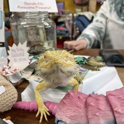 Awesome 'Possumz - Bearded dragon