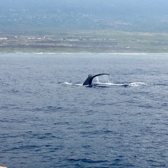 Captain Dan McSweeney's Whale Watching Adventures - Whale Watching Tours Near Me