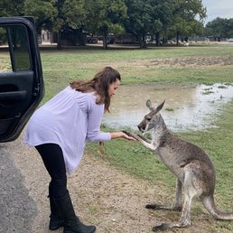 Scarlet the kangaroo comes out in the evenings. He loves bananas! Scarlet the kangaroo comes out in the evenings. He loves bananas!