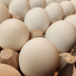 eggs in a carton eggs in a carton
