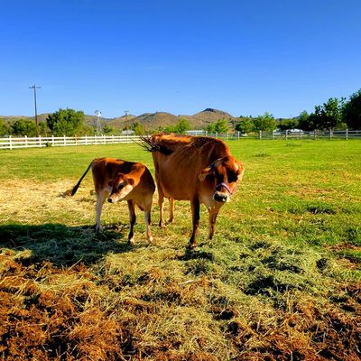 Prescott Farmers Market by null