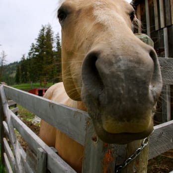 Thompson River Ranch - a horse sticking its head over a fence - Butcher Near Me - Marion, Montana