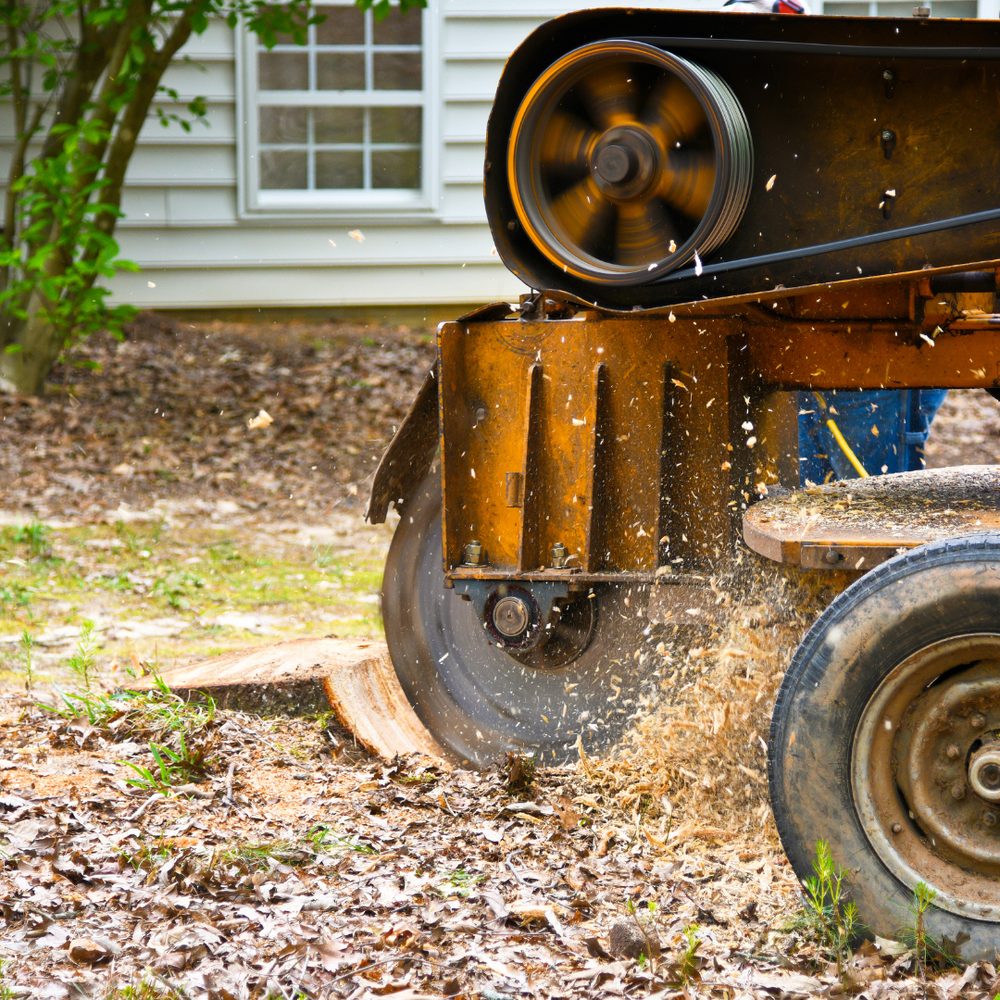 Leonard's Lawn Care - tree service in Columbia, SC