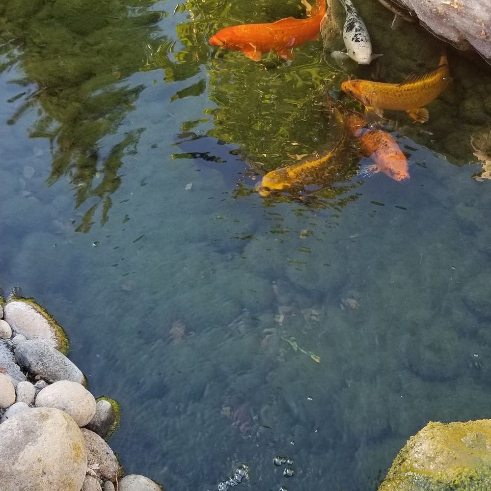 Paso Robles Inn - Koi pond - Hotels Near Me - Paso Robles, California Paso Robles Inn - Koi pond - Hotels Near Me - Paso Robles, California