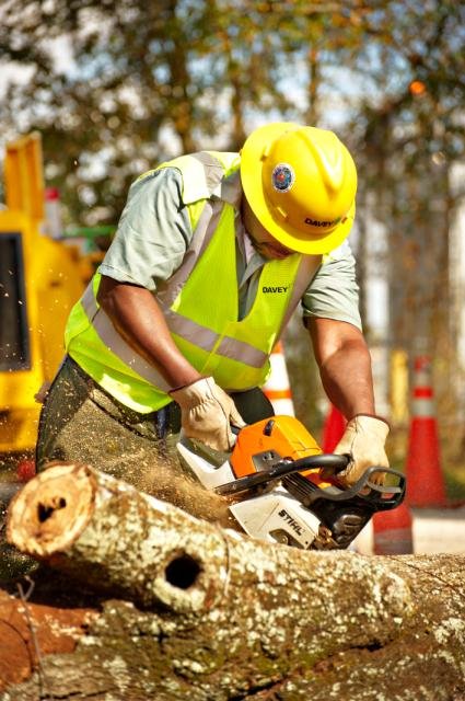 The Davey Tree Expert Company - tree service in Annapolis, MD