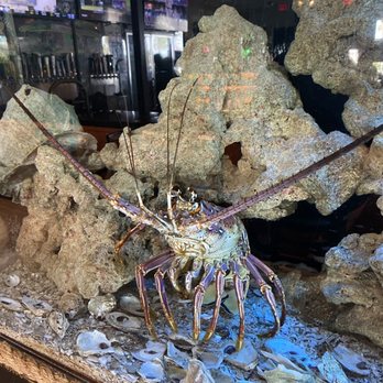 Bunky's Raw Bar & Grill - A big ole LOBSTER - Sports Bars Near Me - Indialantic, Florida