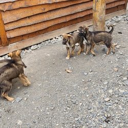 Dog Gone It!