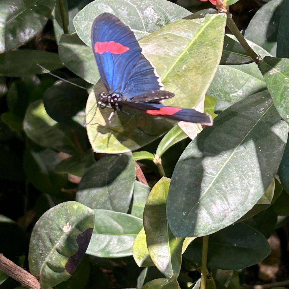 Audubon Aquarium - Butterfly - Aquariums Near Me - New Orleans, Louisiana Audubon Aquarium - Butterfly - Aquariums Near Me - New Orleans, Louisiana
