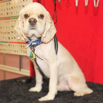 Gorgeous Grooming Ranch - Pet Groomers Near Me - Justin, Texas Gorgeous Grooming Ranch - Pet Groomers Near Me - Justin, Texas