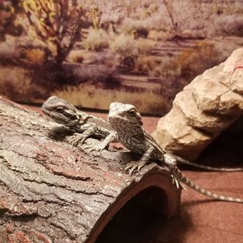 PetSmart - Sauna & Vader - Pet Training Near Me - Johnston, Rhode Island
