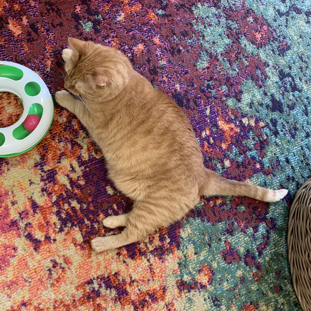 Catnip Cat Cafe - Pet Adoption Near Me - Norfolk, Virginia Catnip Cat Cafe - Pet Adoption Near Me - Norfolk, Virginia