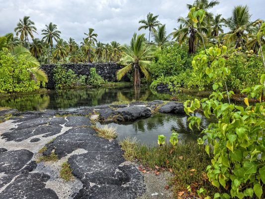 Pu'uhonua O Honaunau National Historical Park by null