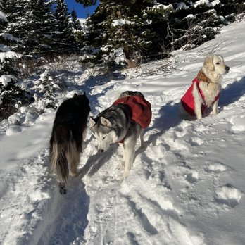 Sophie Bear - Sophie on adventures - Pet Sitting Near Me Sophie Bear - Sophie on adventures - Pet Sitting Near Me